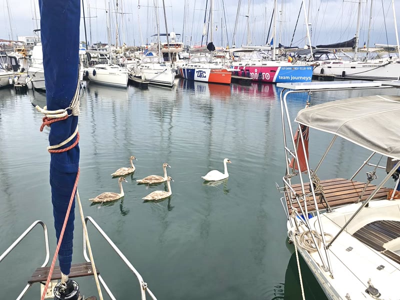Curs de permis barcă cu motor Enjoy Sailing